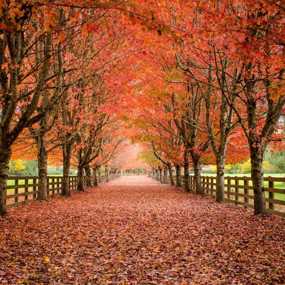 Fall Collection