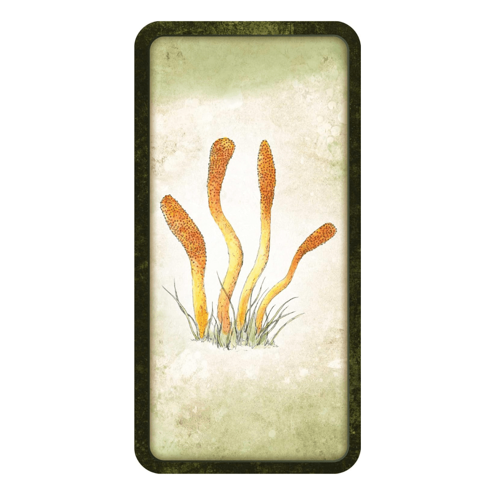 Nature-Inspired Mushroom Affirmations Deck with 40 Cards