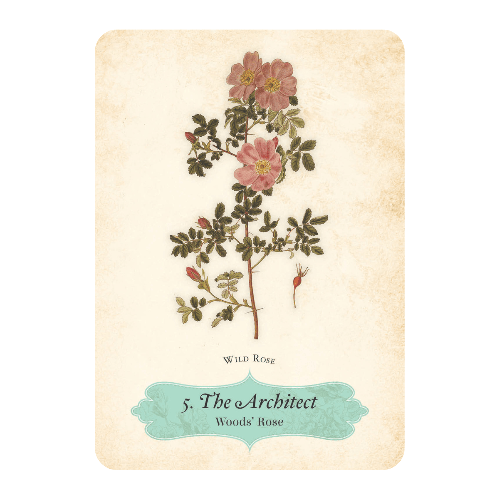 Beautifully Illustrated Oracle Cards Featuring Rose Archetypes