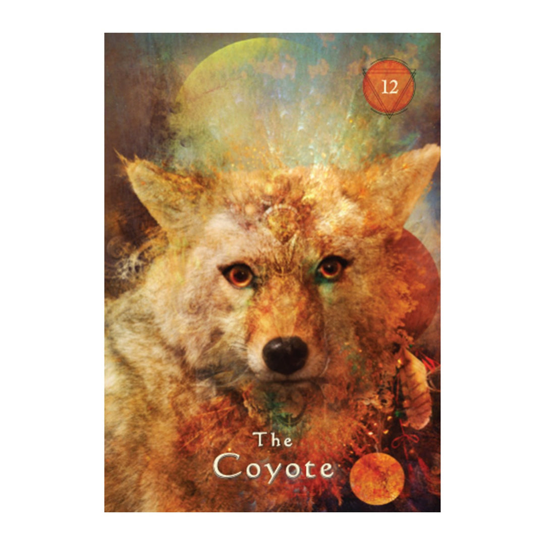 The Coyote card from the Mystical Shaman Pocket Oracle Cards