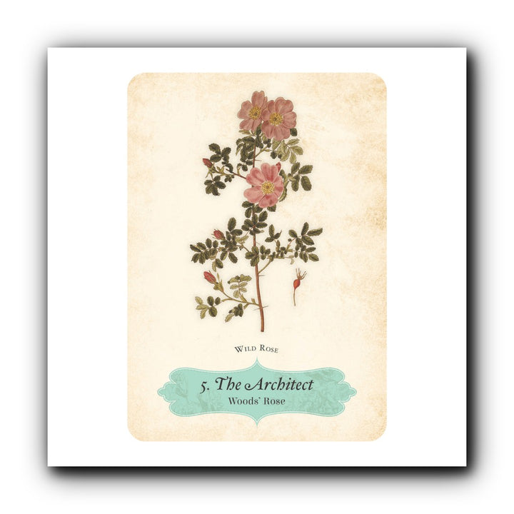 Oracle of the Roses — Image 3 | oracle card deck | Zen Collection