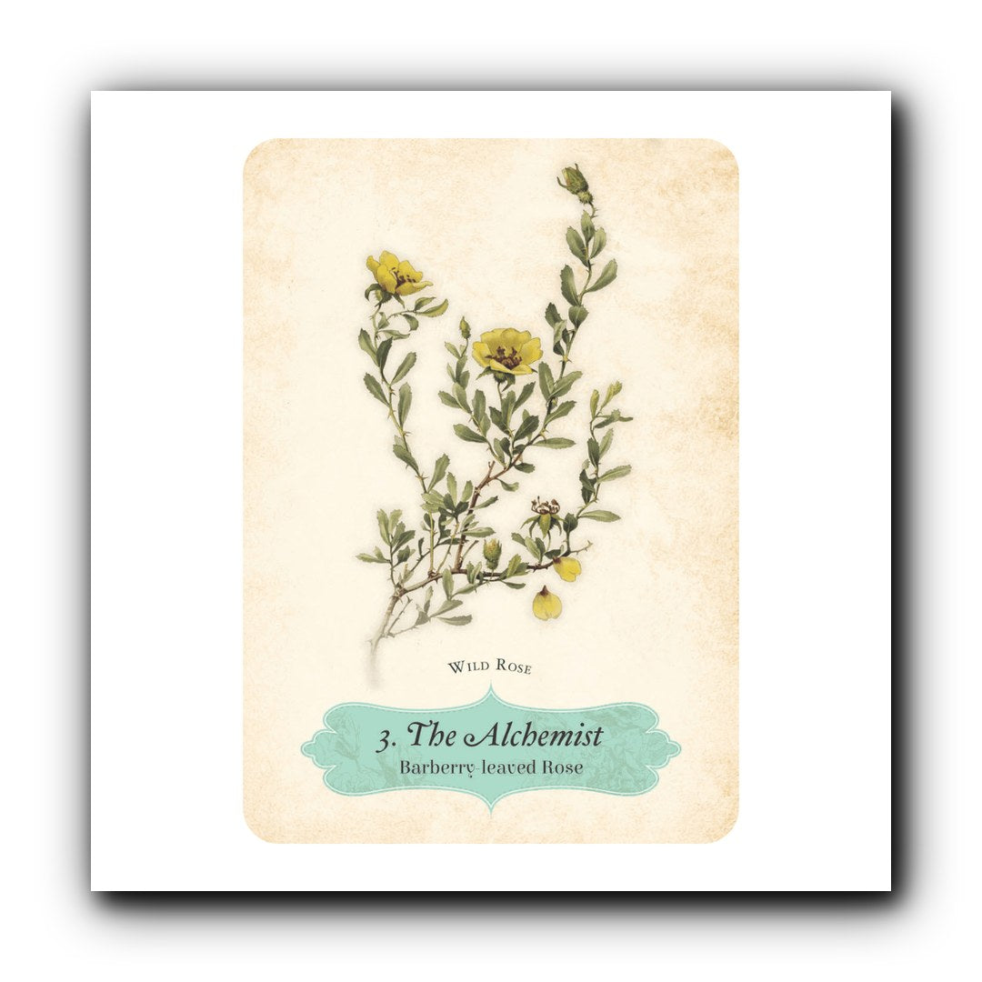 Oracle of the Roses — Image 4 | tarot cards Barrie Ontario | Zen Collection