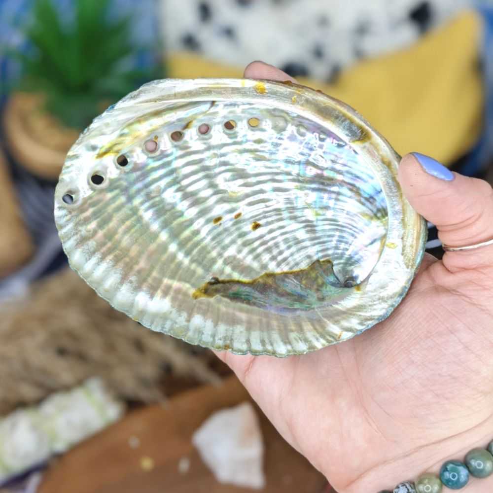 Abalone Shells 4″-5″ - Zen Collection