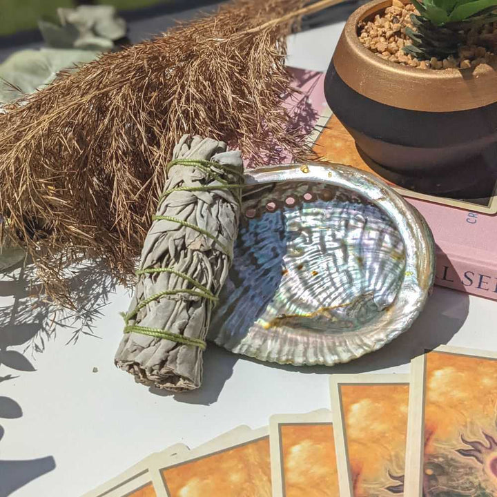Abalone Shells 4″-5″ - Zen Collection