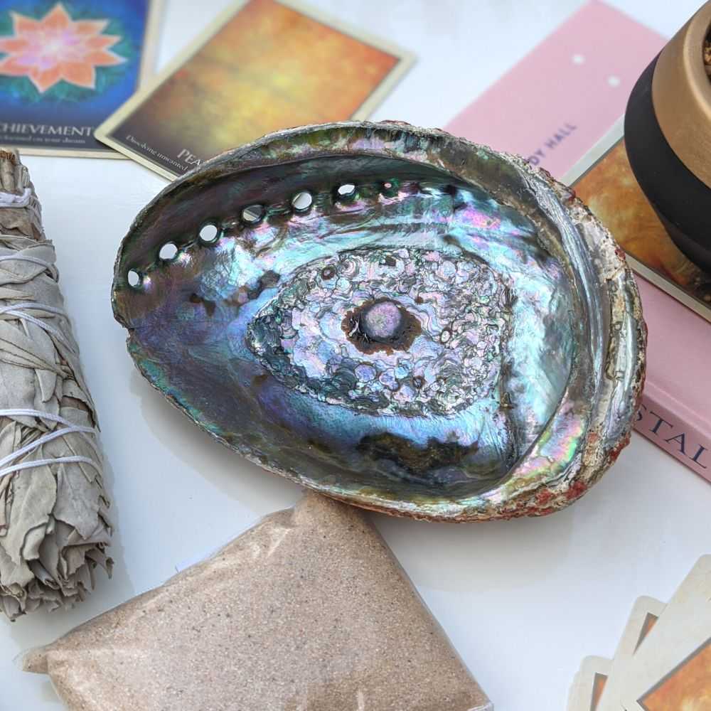 Abalone Shells 5-7 inch - Zen Collection