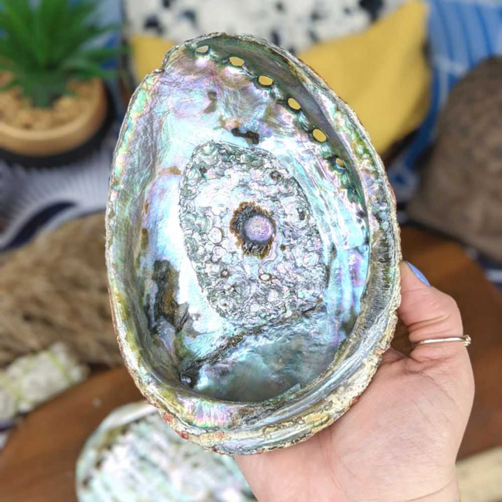 Abalone Shells 5-7 inch - Zen Collection