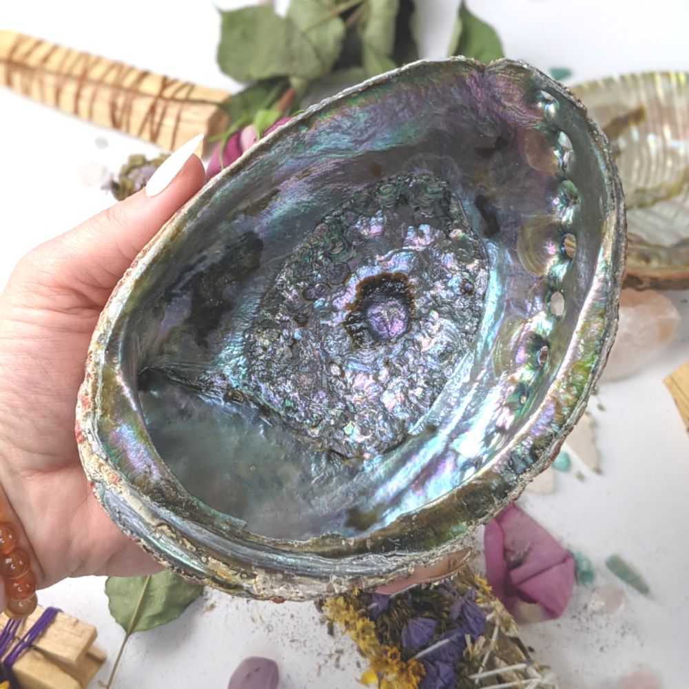 Abalone Shells 5-7 inch - Zen Collection